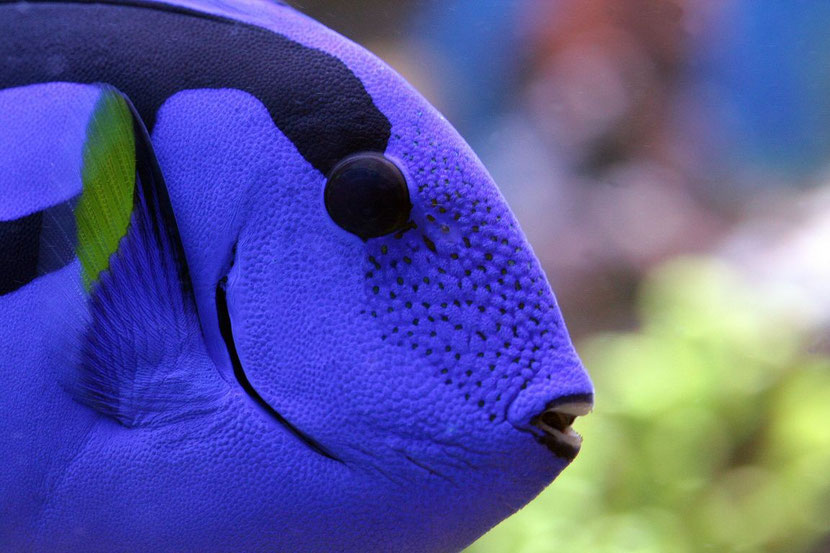 Dory