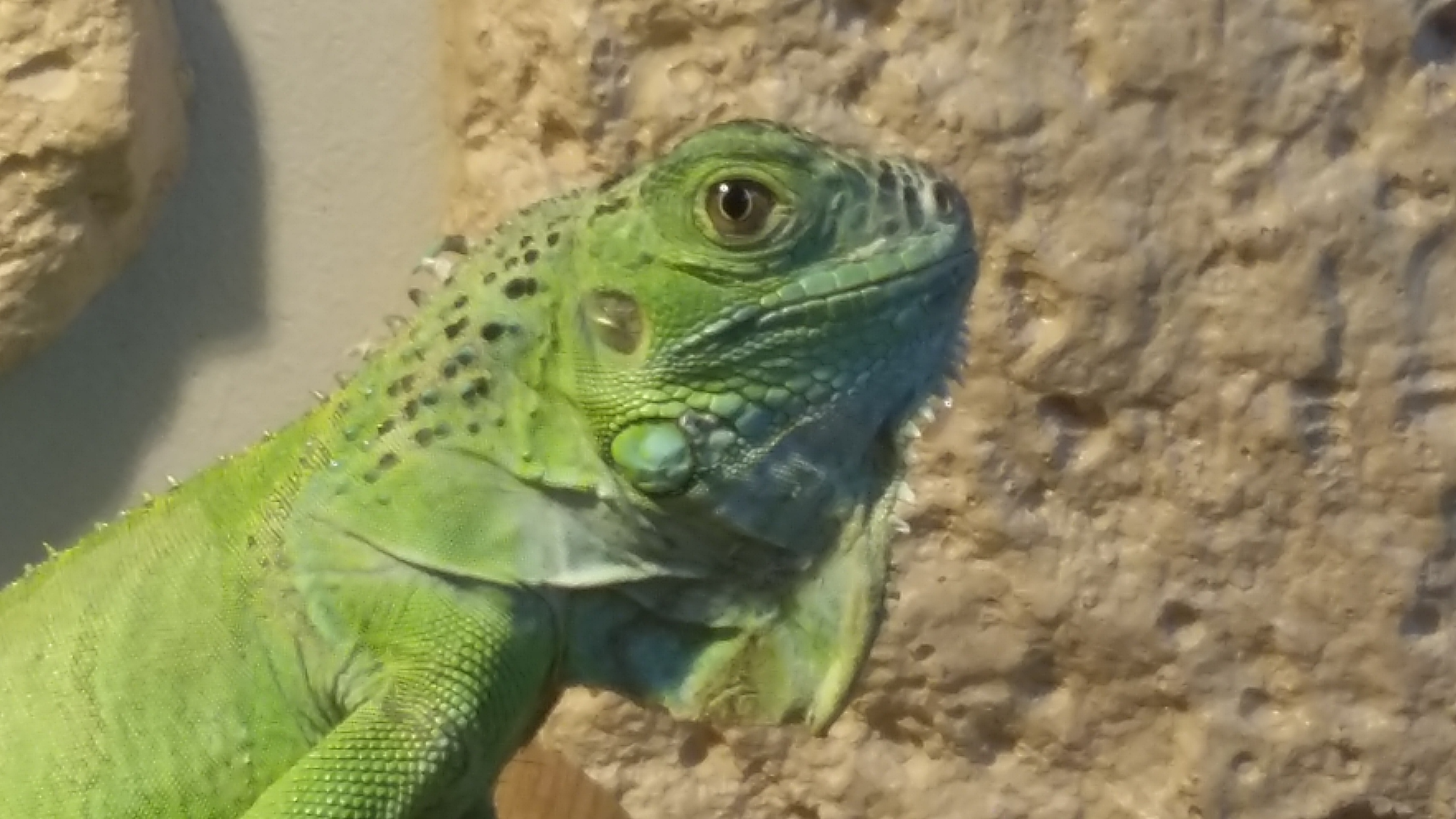 Dragoos