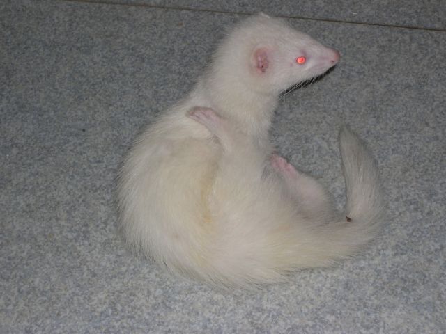 cbrjack