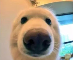 hugo