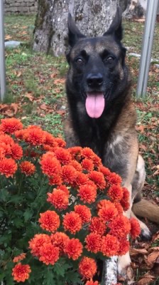 leiko