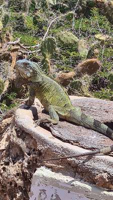 Caméléon