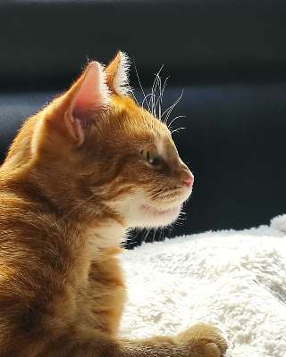 Gingaffy