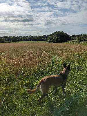 BlackyShepherd