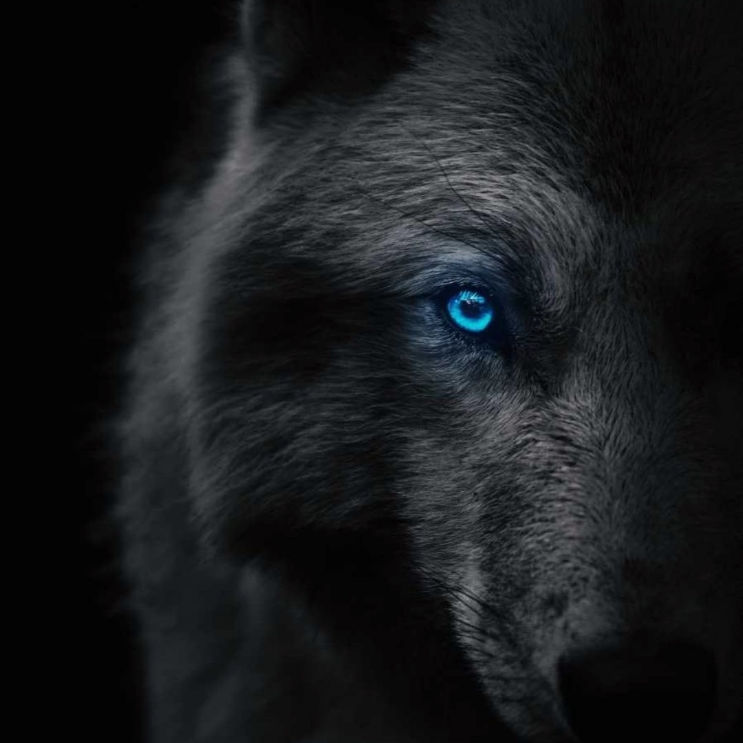 Luvinia Wolf